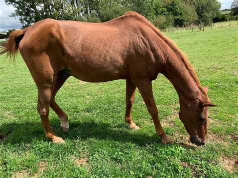 bon coin animaux à donner 58|Adopter un cheval, un âne – Seconde Chance.